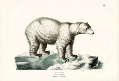 Oso polar, 1824 de Karl Joseph Brodtmann